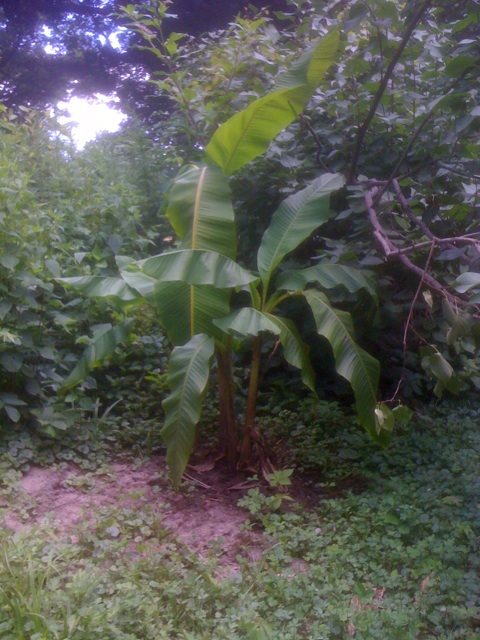 Banana in Iowa