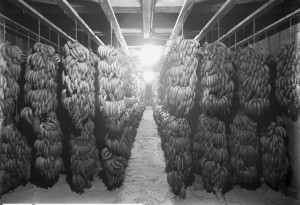 A banana storage room in Salt Lake City in 1913. 