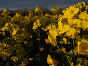 Close up of Canola Flowers. Photo: Pollobarca2, flickr (click photo to see pollobarca2's photostream)