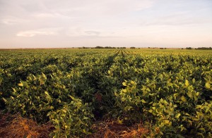 Soybean field. Photo: Big Grey Mare, Flickr (click photo to view photostream)