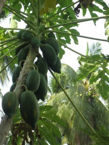 Papaya Tree Picture mattkoltermann, flickr (click for photostream)