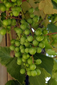 Grapes growing outside of Prairie Moon Winery (near Ames, Iowa). Photo: rwmsn, flickr (click to view photostream)