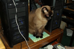 Siamese cat between two cool looking computers. Photo: Brian Landis, Flickr (click photo to view photostream)