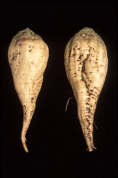 Sugar Cane vs. Sugar Beets: Examining Their Differences