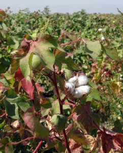 Cotton plant in Turkmenistan. Photo: flydime, flickr