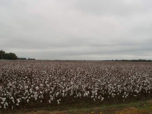 Field of Cotton in South Carolina. Photo: hdport, flickr