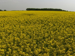 Field of Canola in Bloom. Photo: Joe Shlabotnik, flickr (click photo to view Joe's photostream)