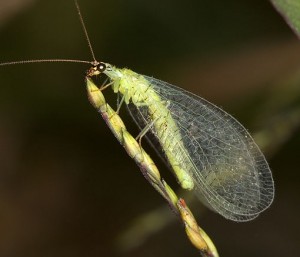 Golden Eyed Lacewing Adult. It's not much use, but the larva vicious predators of certain plant pests. (Photo public domain courtesy of USDA. You guys are awesome!)