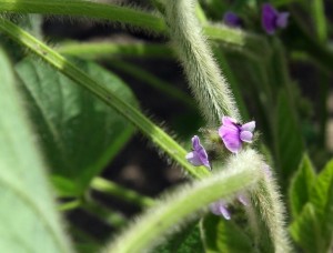 Did you know soybean flowers are often purple? I never noticed until quite recently.