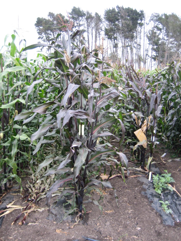 It's not just corn kernels that can be purple. Some gene variants make the whole plant purple!