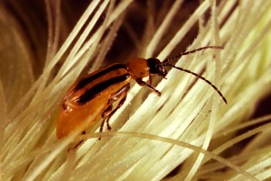 Face of the Enemy: Adult Western Corn Rootworm chewing on the silks of a corn ear. Picture from wikimedia, apparently in the public domain