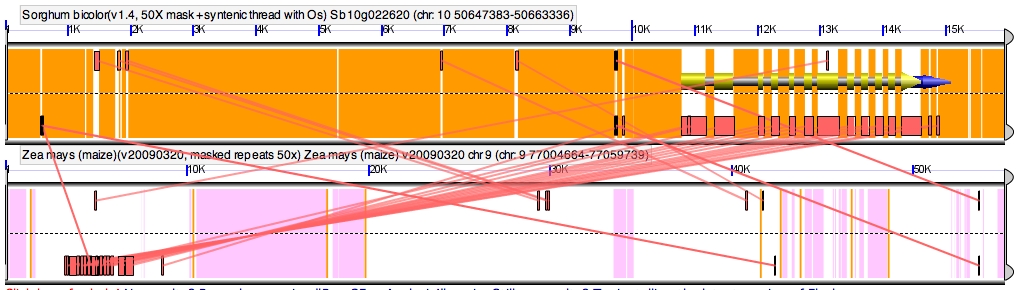 A possible assembly error. Notice that the conserved noncoding sequences of the sorghum gene are backwards relative to the gene with this maize homeolog. But examples like this are way harder to find than they should be, and it's entirely possible this actually represents a cool flipped promoter mutation between maize and sorghum. (The other copy of this gene was also retained after the maize genome duplication, which could compensation if this copy started doing weird things). You can see this figure yourself in GeVo using this link: http://tinyurl.com/ydupn88
