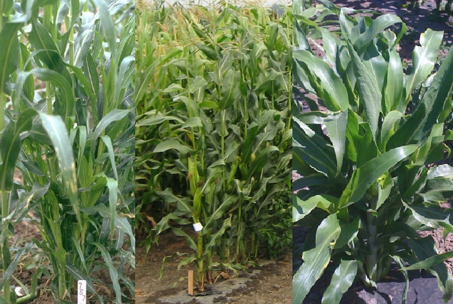 From left to right mutant teosinte branched1 corn, normal corn, and sorghum. Key point: notice how the tb1 mutant corn and sorghum both have many stalks growing out of one plant, while normal corn grows as single big stalk.