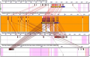 Blast hits between an orthologous quartet of gene spaces, one in rice, one in sorghum and the two copies created by the maize tetraploidy.