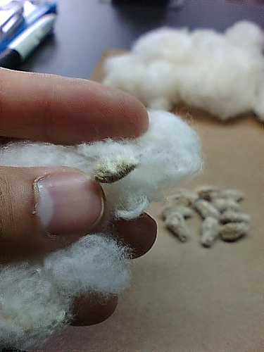 Cotton and cotton seeds photo credit: Gonzalez's tongue, Flickr (click to see photo in it's original context)