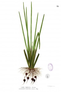 Botanical illustration of Eleocharis dulcis, the Water Chestnut