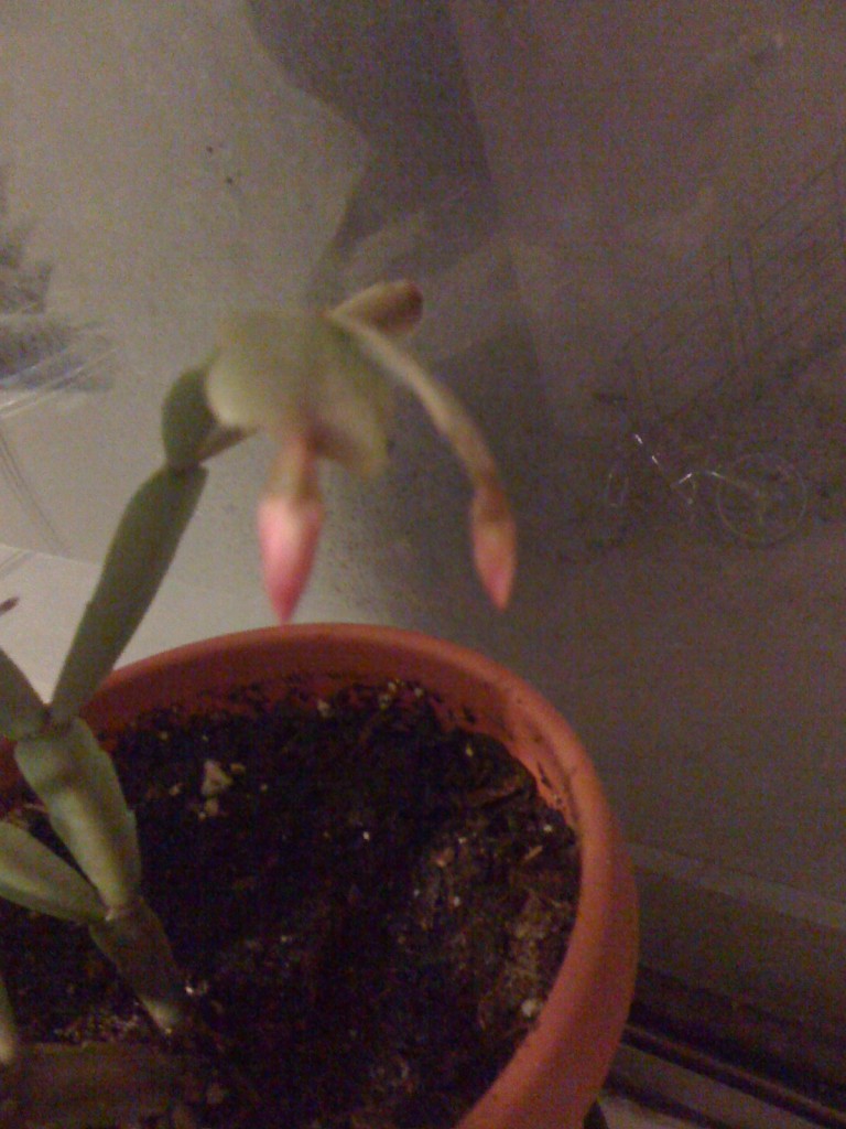 Christmas Cactus blooming... also a sample of the less than thrilling view out my bedroom window.