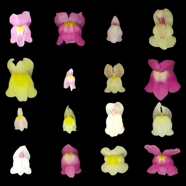 snapdragons
