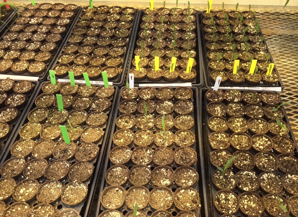 Each of those little pots should have a happy little corn, sorghum, or setaria plant growing in it. Normally I'd consider >90% good germination and <70% poor germination. This I would call "abysmal."