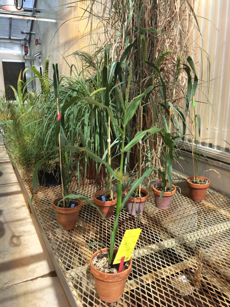 Minimaize in foreground with mature foxtail millet (Setaria italica) for scale. I didn't have any more normal maize accessions growing in the greenhouse at the same time. 