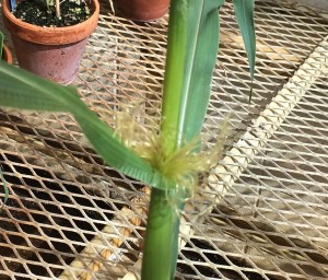 Mini-maize ear closeup (click to zoom in)