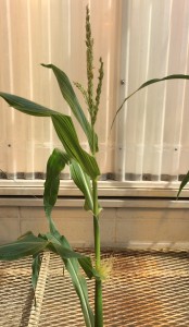 Mini maize, 33 days after planting.