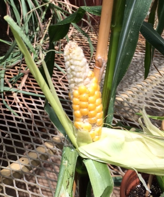 Mini-maize ear 61 days after planting.