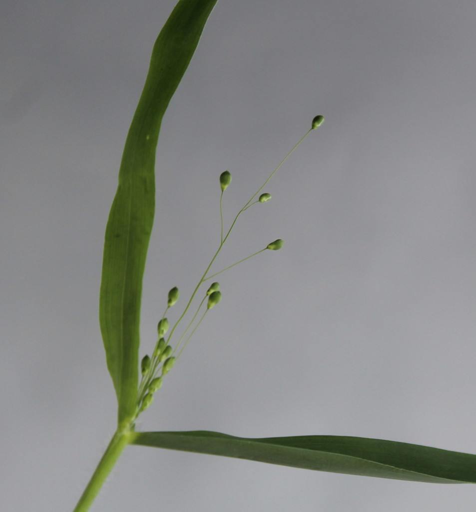 Dichanthelium oligosanthes is a wild species. We're collaborating with the Studer lab at UIUC in some comparative biology on the species. So few seeds per inflorescence! (At least we're lucky enough that each plant produces a lot of these infloresences, or building up a significant reserve of seeds would really be impossible.)