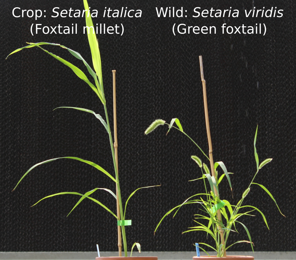 Domesticated foxtail millet on the left, wild green foxtail on the right. Both 32 days after planting.