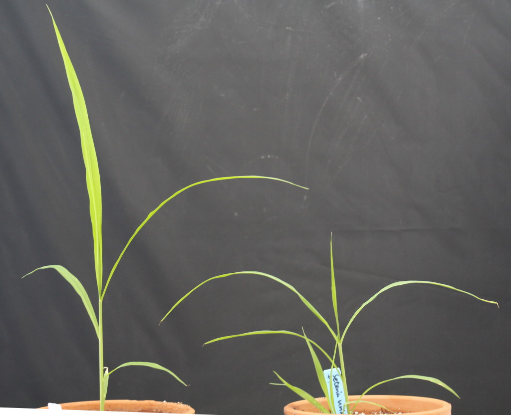 Foxtail millet (Setaria italica genotype Yugu1) on the left hand side and green foxtail (Setaria viridis genotype A10) on the right hand side. Both plants are 21 days old. Note that Yugu1 is significantly taller but unbranched, but the A10 accessopm of green foxtail has already started producing tillers.