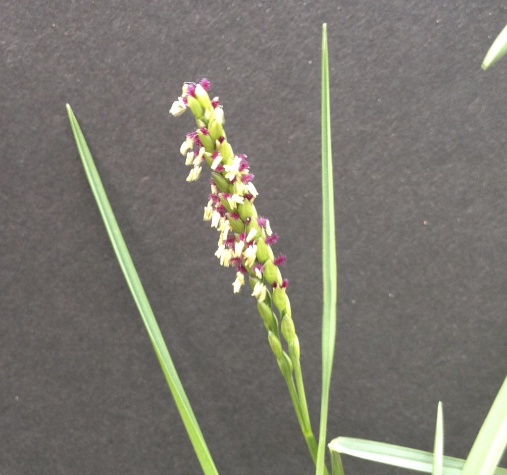 Paspalum vaginatum flower. September 2013