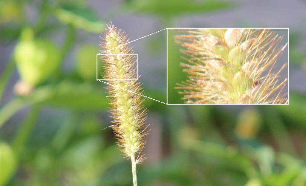 Either Setaria viridis (green foxtail) or Setaria pumila (yellow foxtail). Actually, the more I read about it the more I think this is Setaria pumila. 