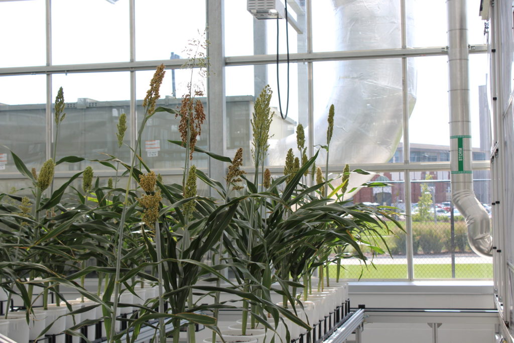 Sorghum association Panel in Nebraska Greenhouse