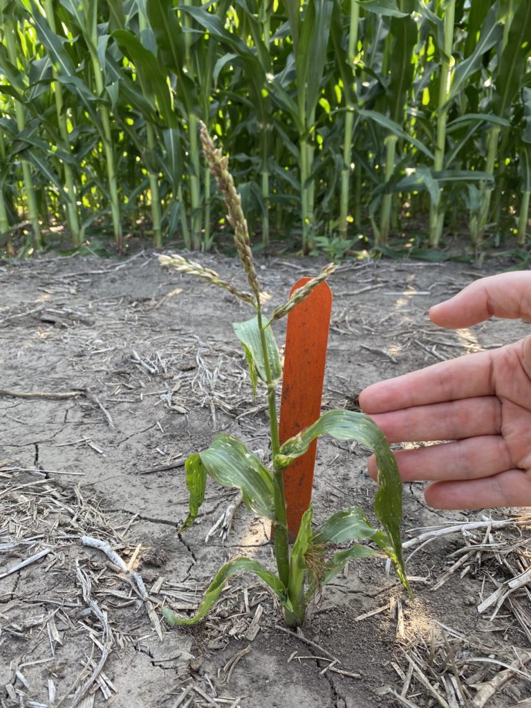 Fast Flowering Mini Maize in the field in Lincoln Nebraska in the summer of 2021.