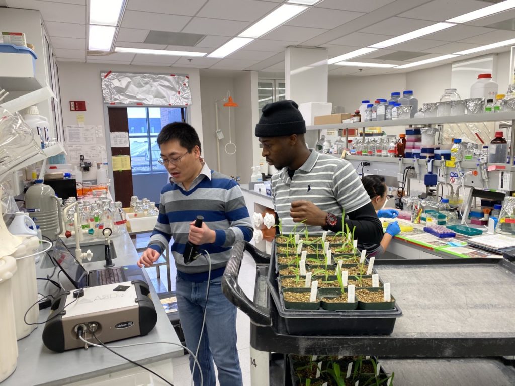 Guangchao Sun working with Aime Valentin Nishimwe measure nitrogen stressed plants in the Schnable lab at the University of Nebraska-Lincoln