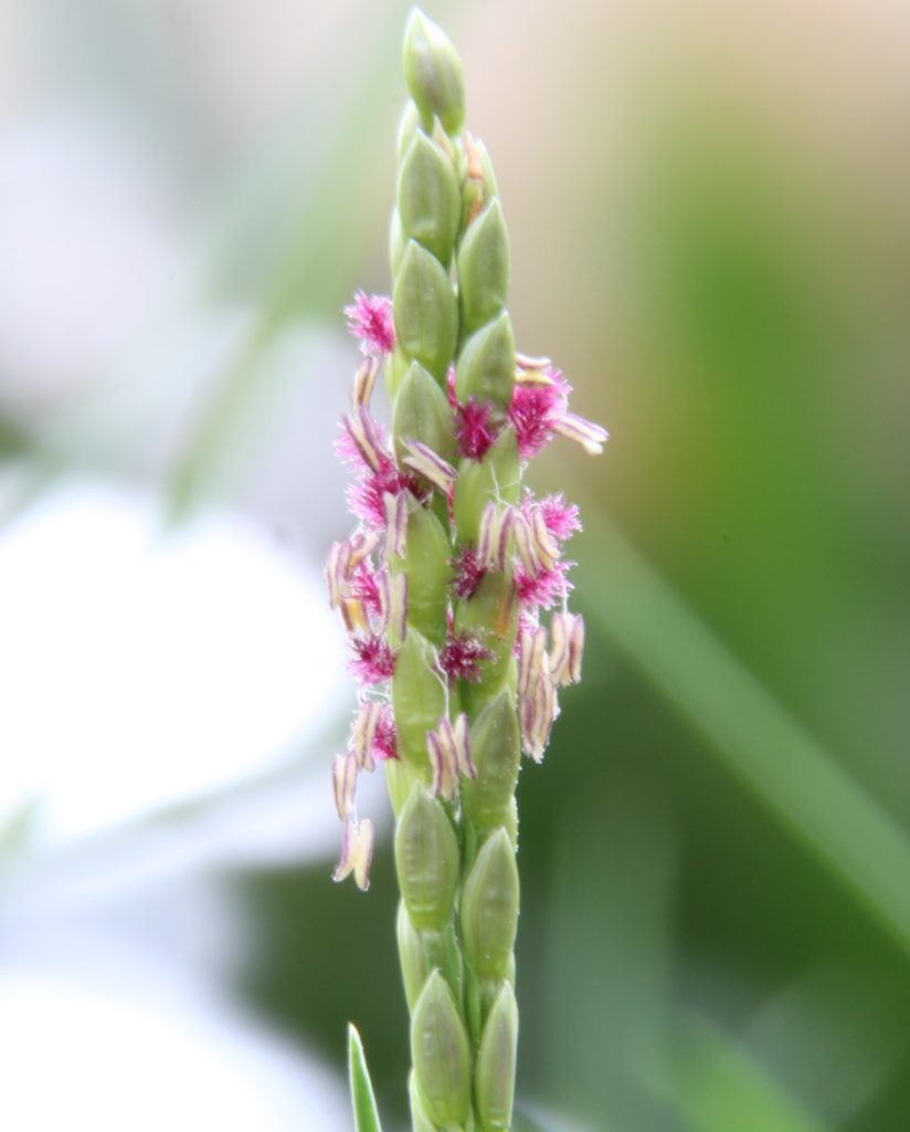 Illustration of a paspalum vaginatum inflorescence. 